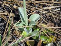 Senecio actinella image