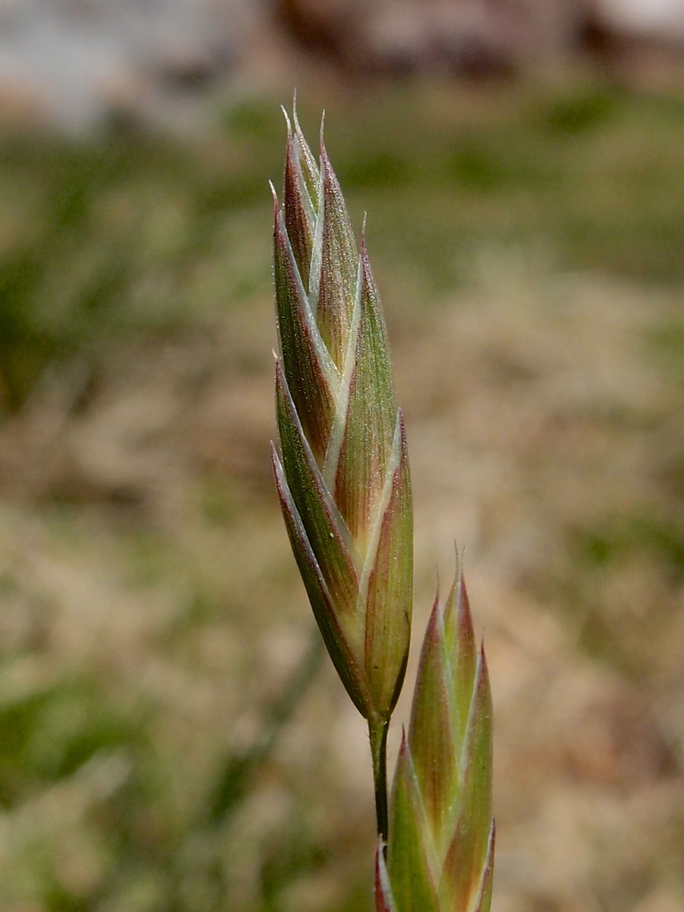 Bromus catharticus var. catharticus image