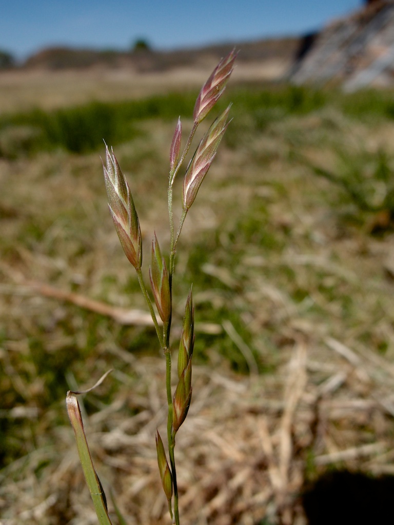 Bromus catharticus var. catharticus image