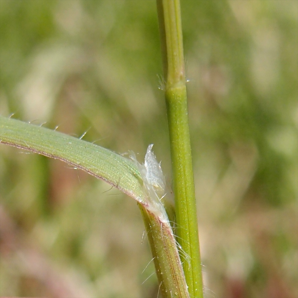 Bromus catharticus var. catharticus image