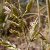 Cottea pappophoroides image