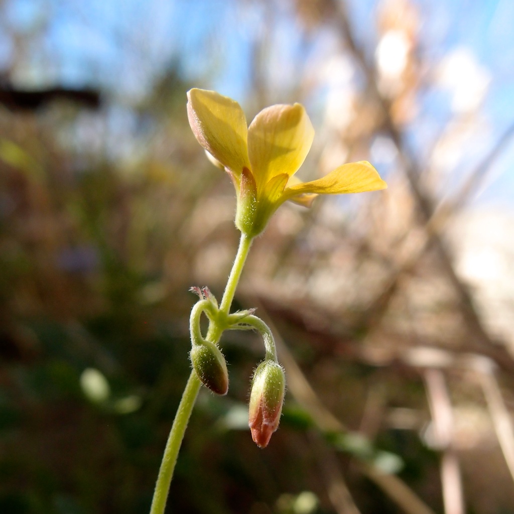 Oxalis albicans subsp. pilosa image