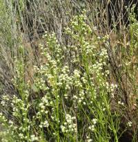 Baccharis sergiloides image