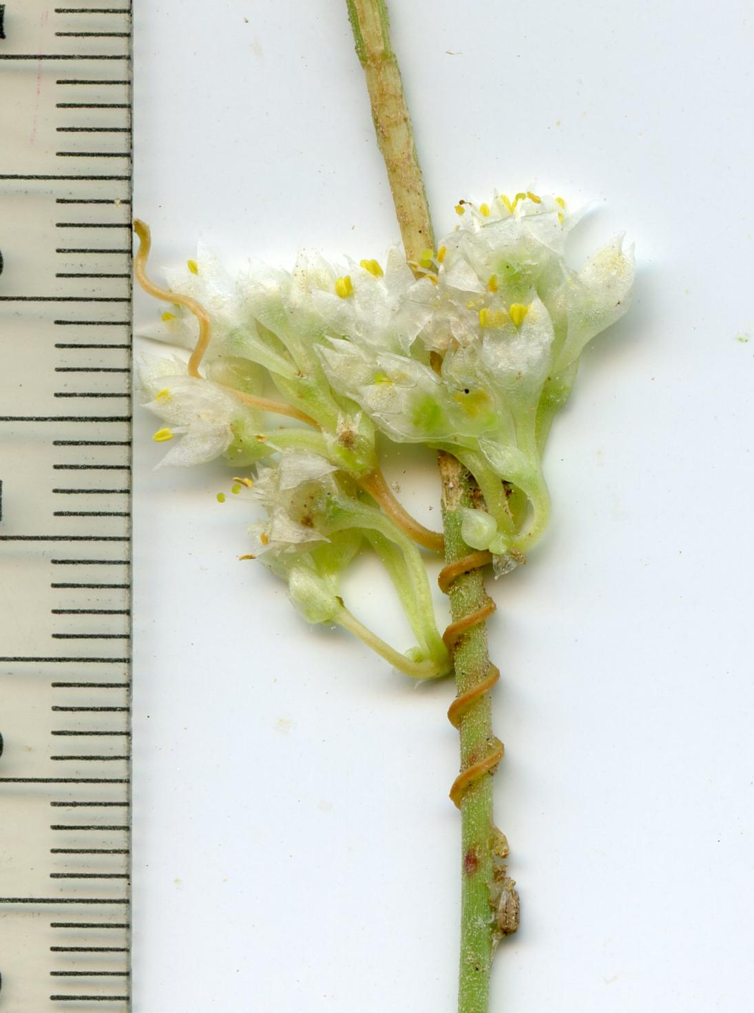 Cuscuta legitima image