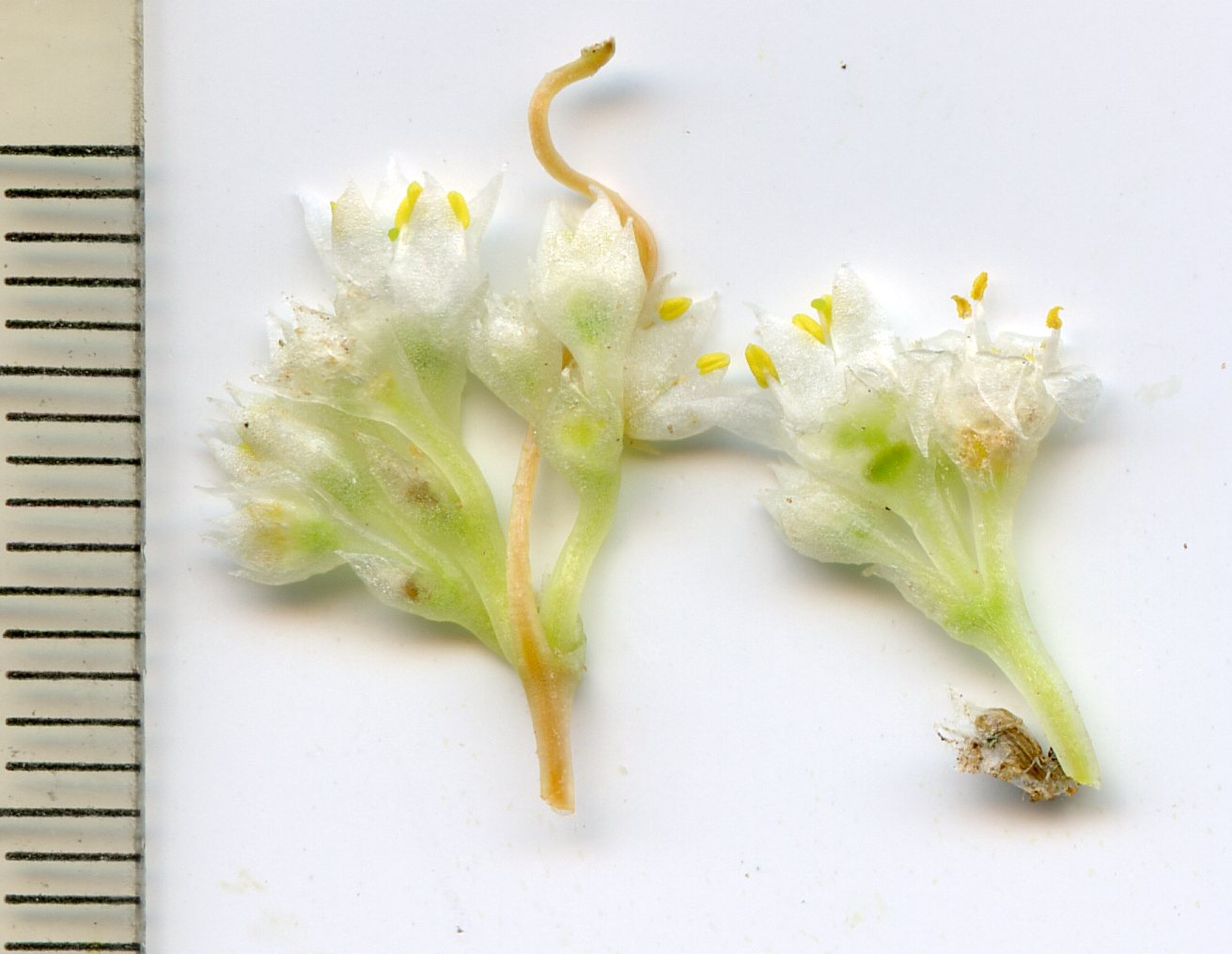 Cuscuta legitima image
