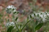 Johnstonella angustifolia image