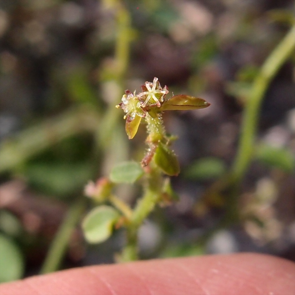 Andrachne microphylla image