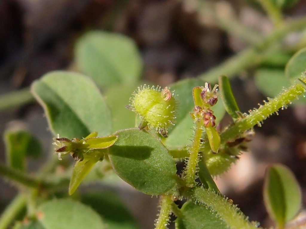 Andrachne microphylla image