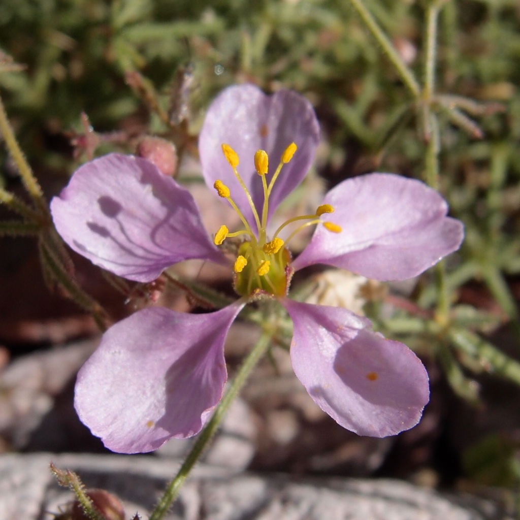 Fagonia barclayana image