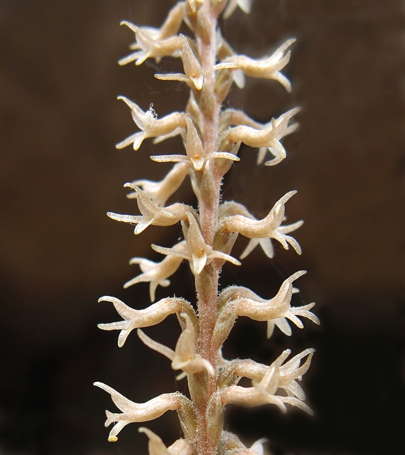 Mesadenus polyanthus image