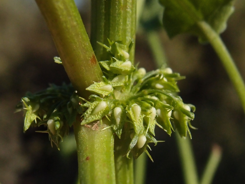 Rumex inconspicuus image