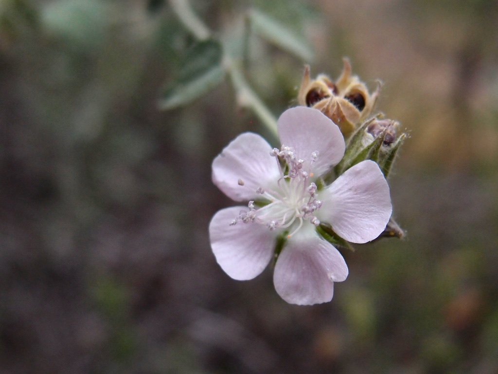 Bastardiastrum cinctum image