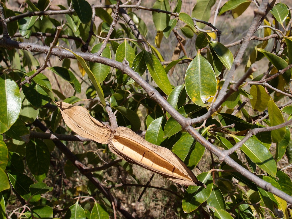 Cryptostegia grandiflora image