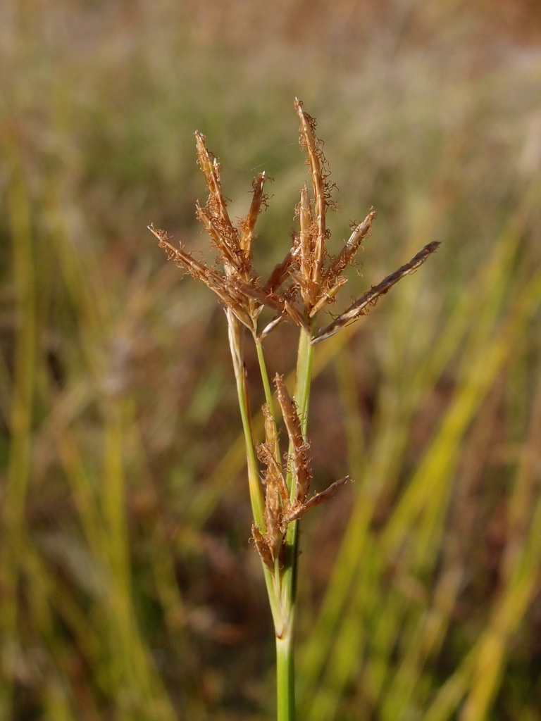 Cyperus articulatus image