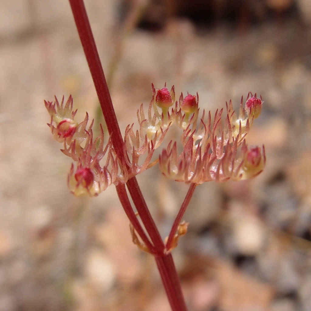 Plectritis ciliosa image