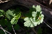 Lamium amplexicaule image