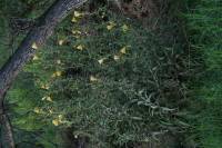 Image of Oenothera hookeri