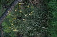 Oenothera elata subsp. hookeri image