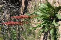 Rumex hymenosepalus image