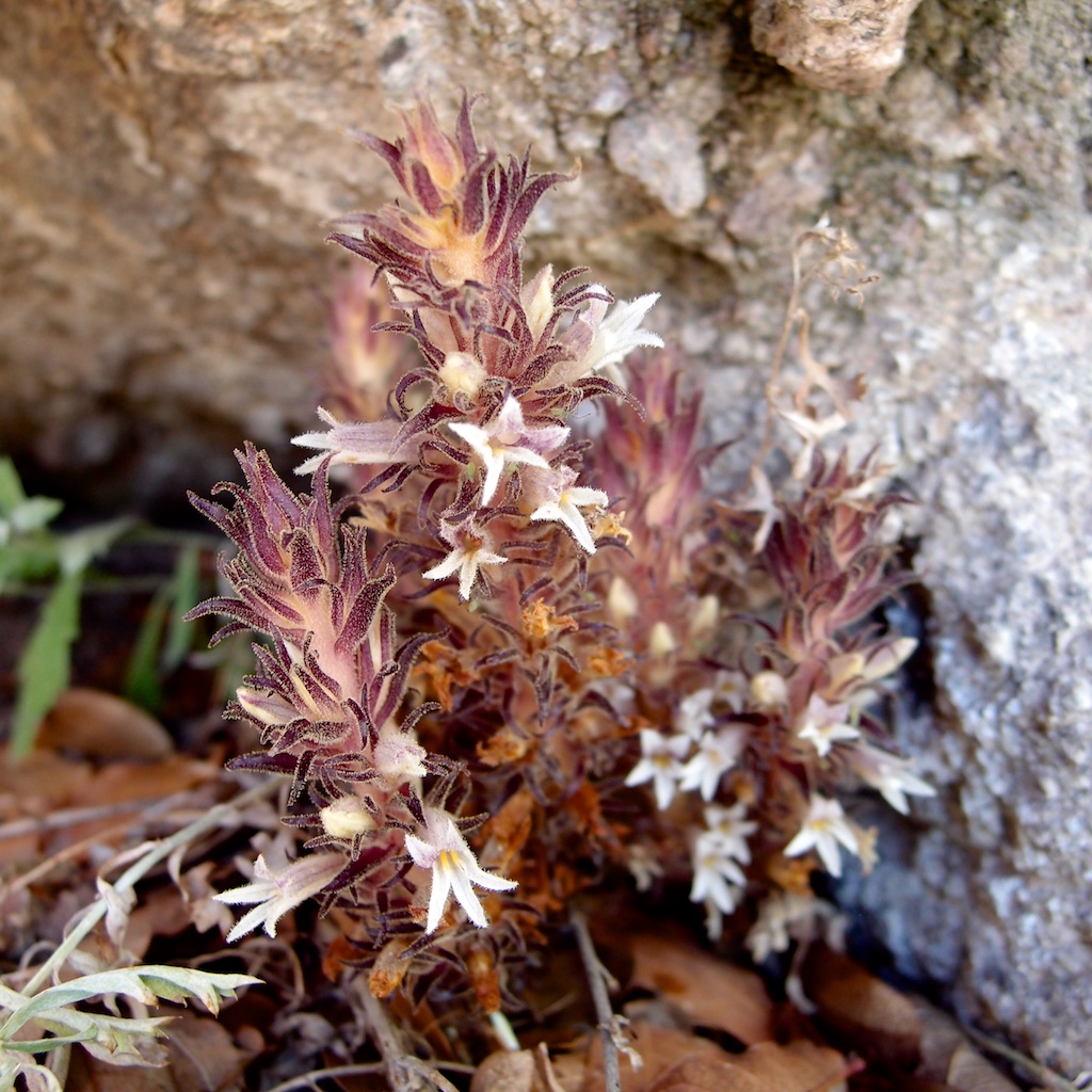 Orobanche cooperi subsp. cooperi image