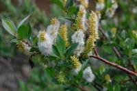 Image of Salix boothii