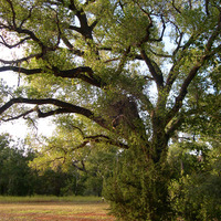 Populus fremontii image