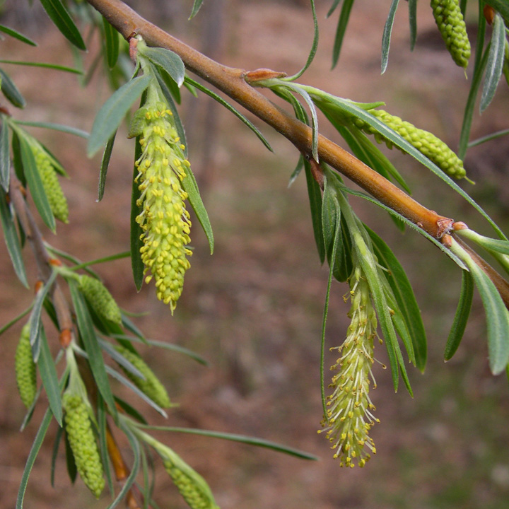 Salix image