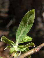 Salix taxifolia image