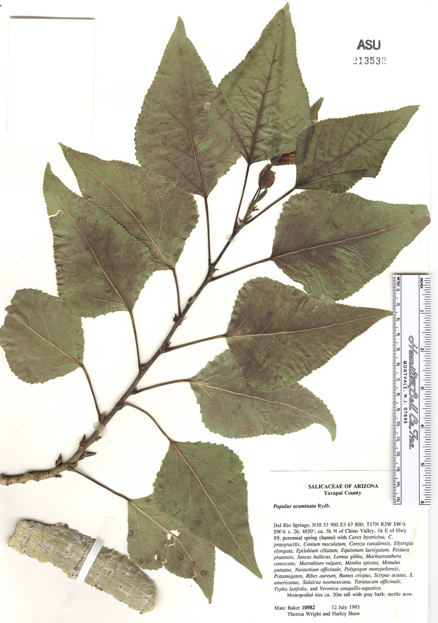 Populus angustifolia x fremontii image
