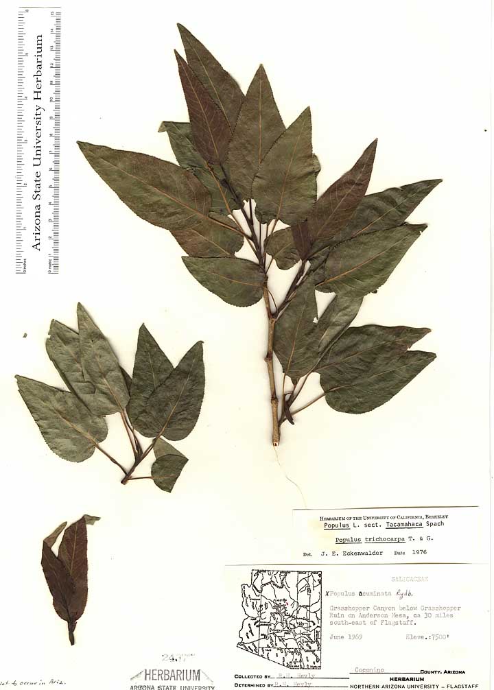 Populus trichocarpa image