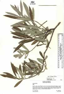 Salix lasiolepis image