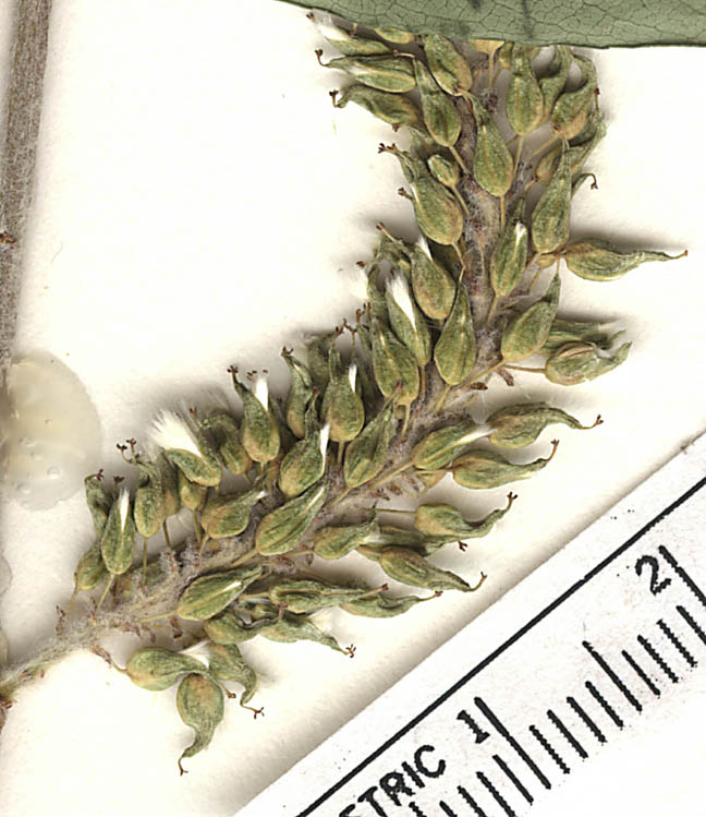 Salix ligulifolia image