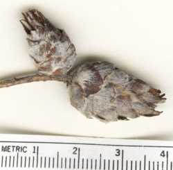 Salix taxifolia image