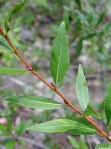 Image of Populus angustifolia