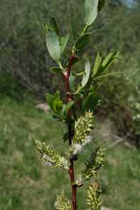 Image of Salix monticola