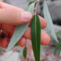 Image of Salix laevigata