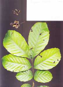 Image of Cupania cinerea