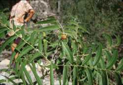 Sapindus saponaria image