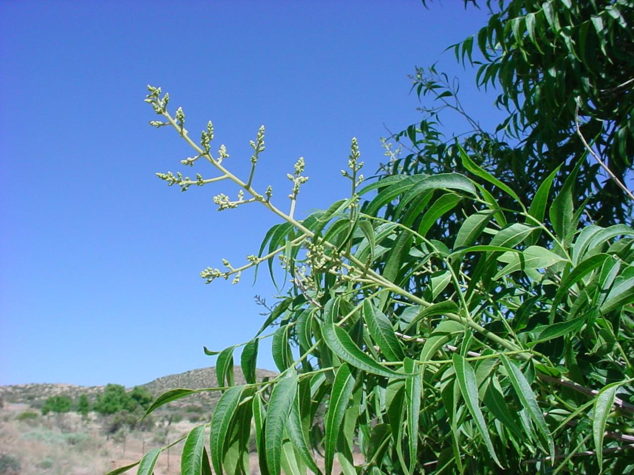 Sapindus saponaria var. drummondii image