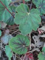 Heuchera eastwoodiae image