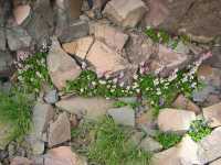 Heuchera rubescens image