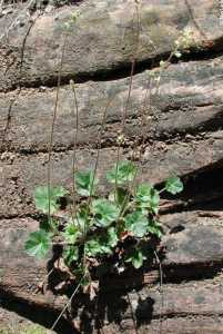 Heuchera novamexicana image