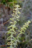 Image of Buddleja scordioides