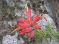 Image of Castilleja tenuiflora