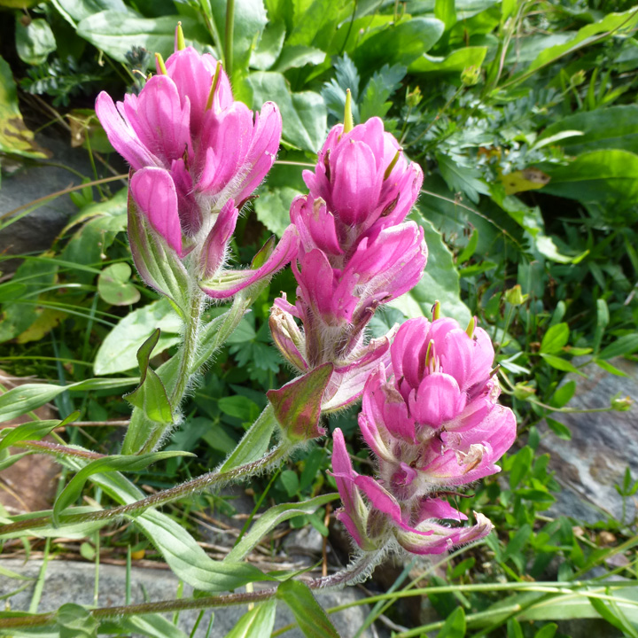 Castilleja rhexiifolia image