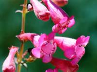 Penstemon pseudospectabilis image