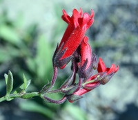 Image of Galvezia speciosa