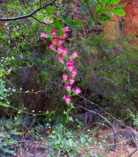 Maurandella antirrhiniflora image