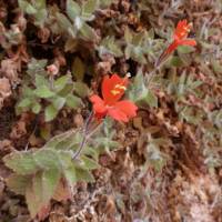 Erythranthe eastwoodiae image