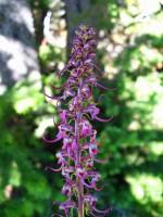 Pedicularis groenlandica image